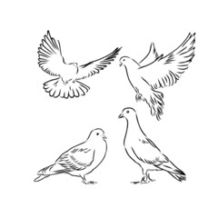 dove of peace