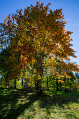 Naklejka premium colorful autumn tree in the park