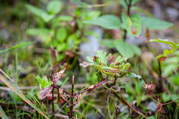 grasshopper hides in the bushe