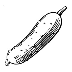 Cucumber. Vector. Outline drawing of a vegetable on a white background. Sketch. Drawing marker on paper. Isolated object.
