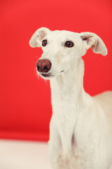 spanish galgo in studio