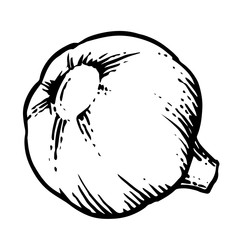 Garlic. Vector. Outline drawing of a vegetable on a white background. Sketch. Drawing marker on paper. Isolated object.