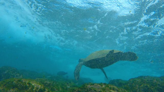 Slow motion of turtle in clear blue water