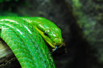 Nice green arboreal ratsnake on branch nature reptile