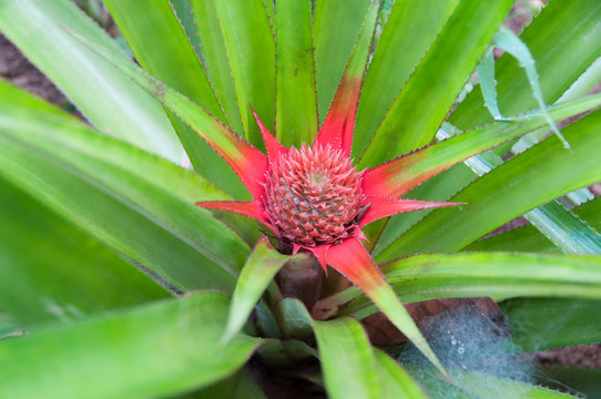 Young Pineapple flower on the bush, plantation in a traditional greenhouse