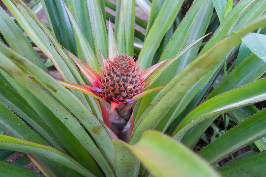 Young Pineapple flower on the bush, plantation in a traditional greenhouse