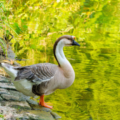 Amazing picture Geese on the side of a lake .