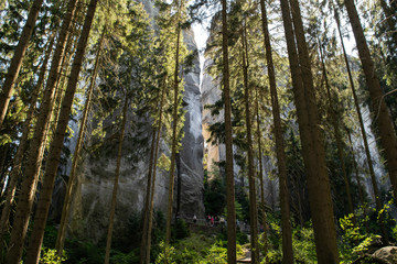Forest in Adršpach-Teplice Rocks Nature Reserve, Czech Republic