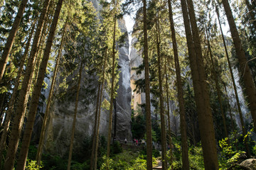 Obraz premium Forest in Adršpach-Teplice Rocks Nature Reserve, Czech Republic