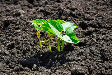 Green sprouts of young beans in early spring at the kitchen garden.  Young shoots.  Close-up. Selective focus.