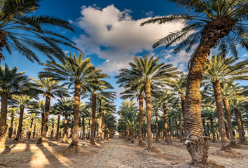 Plantation of date palms, Middle East, agriculture industry in desert areas