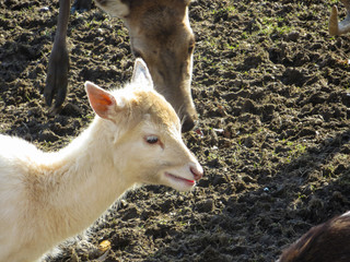 White kid next to reindeers