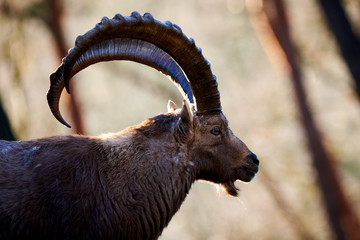 Alpine Ibex Male in the forest (Capra ibex)
