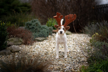 Parson Russell Terrier Christmas Portrait