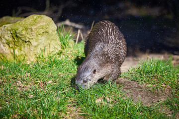 European Otter (Lutra Lutra) getting out of the water