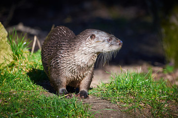 European Otter (Lutra Lutra) getting out of the water