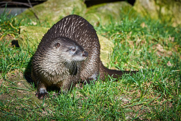 European Otter Closeup (Lutra Lutra) 