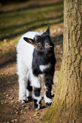 Beautiful Goat Kid (Capra aegagrus hircus)