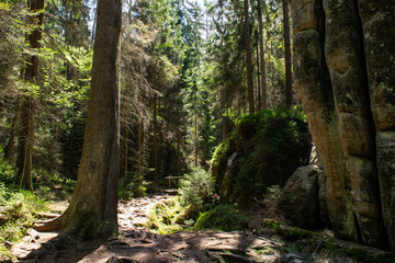Forest in Adršpach-Teplice Rocks Nature Reserve, Czech Republic