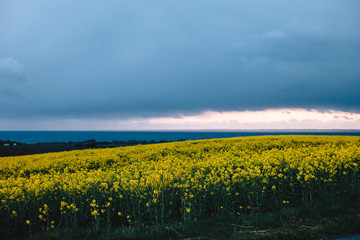 fields with green grass and flowers at sunset