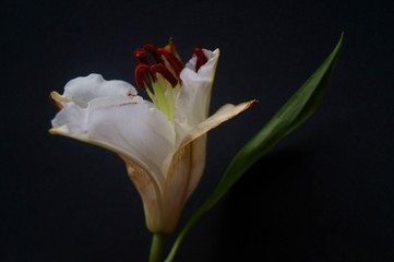 Background with white lily bud, Madonna lily, Lilium candidum