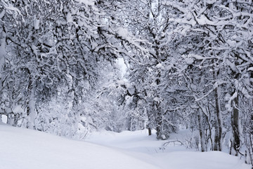 Birch forest in winter. There is a thick layer of snow on the crooked branches and lots of snow on the ground. Norwegian Lapland.