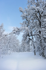 Crooked birch trees in winter landscape with blue sky , branches with snow, and perfectly unspoiled snow on the ground. Norwegian Lapland.