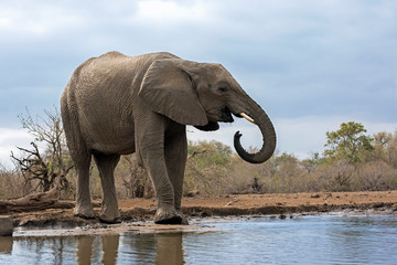 Elephant Drinking at the Waterhole in Botswana, Africa