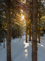 Winter scenery in spruce forest. Sun is shining through the tree trunks and on the snow covered forest floor. Tromso, Norway.