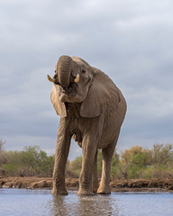 Fototapeta na wymiar Elephant Drinking at the Waterhole in Botswana, Africa