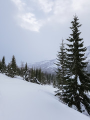A snow covered slope with some pine trees. In background a forest and a mountain with a dark sky above. Tromso, Norway.