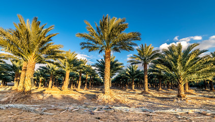 Panorama with industrial plantation of date palms. Image depicts desert agriculture industry in the Middle East