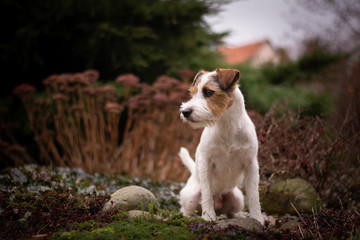 Parson Russell Terrier Portrait