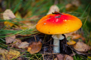 Beautiful Red agaric mushroom. Toadstool in the grass. Amanita muscaria. Toxic mushroom