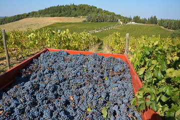 Grapes during harvest in Chiantik
