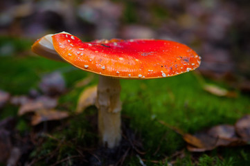 Beautiful Red agaric mushroom. Toadstool in the grass. Amanita muscaria. Toxic mushroom