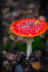 Beautiful Red agaric mushroom. Toadstool in the grass. Amanita muscaria. Toxic mushroom