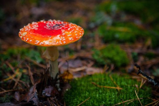 Beautiful Red agaric mushroom. Toadstool in the grass. Amanita muscaria. Toxic mushroom