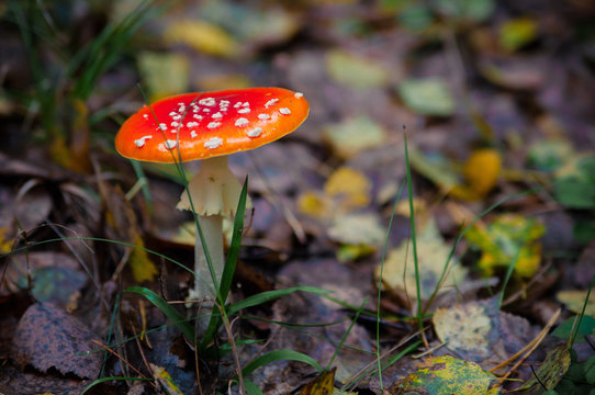 Beautiful Red agaric mushroom. Toadstool in the grass. Amanita muscaria. Toxic mushroom