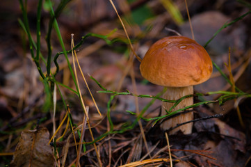 Beautiful fresh edible mushrooms, porcini mushrooms in a bright green meadow in the autumn forest.