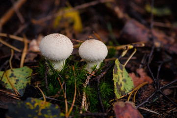 puffball fungus or in Latin Calvatia excipuliformis, growing in the forest on the humid soil between the autumn leaves and early morning fog on top. toxic mushrooms.