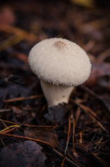 puffball fungus or in Latin Calvatia excipuliformis, growing in the forest on the humid soil between the autumn leaves and early morning fog on top. toxic mushrooms.