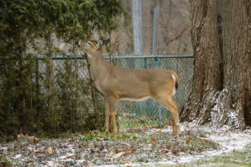 White tailed deer eating the cedar hedge in the backyard of a Toronto home