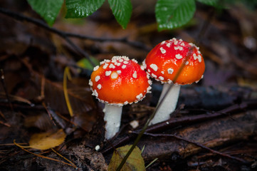 Beautiful Red agaric mushroom. Toadstool in the grass. Amanita muscaria. Toxic mushroom
