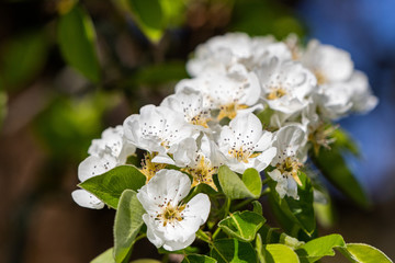 blooming apple blossoms