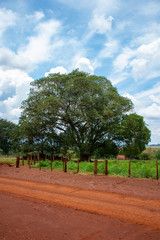 Fototapeta premium farm in Mato Grosso do Sul