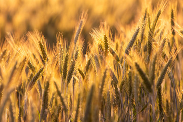 Obraz premium barley in the sunset