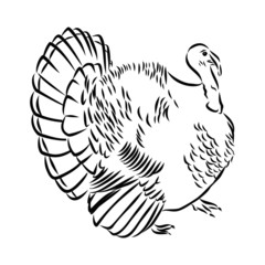 hand drawn domestic bird, turkey 