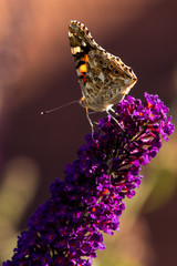 butterfly sitting on lilac
