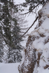 Fichtenbaum im Winter